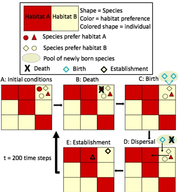 Figure 5.1. Schematic documenting the events that occur in a single time step of the simulation