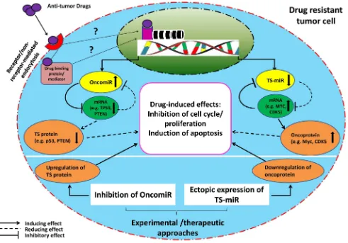 figure 1: schematic illustration of proposed mir-(mir’s) target-drug network in a drug resistant tumor cell