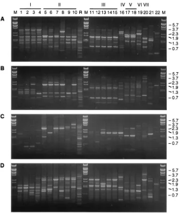 FIG. 2. RAPD ﬁngerprints of the representative B. burgdorferigariniiusing four primers as indicated in the legend to Fig