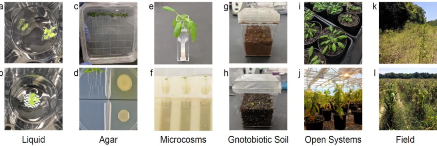 Figure 1.1. Experimental System for Examining Rhizomicrobiome Interactions. 
