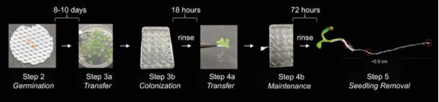 Figure 2.1. Assay for bacterial colonization and maintenance on A. thaliana roots. 