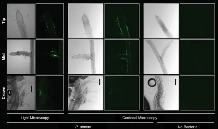 Figure 2.2. Visualizing P. simiae colonization of roots with fluorescent microscopy. 