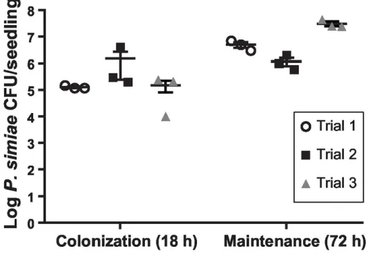 Figure 2.3 Quantification of P. simiae on A. thaliana roots. 