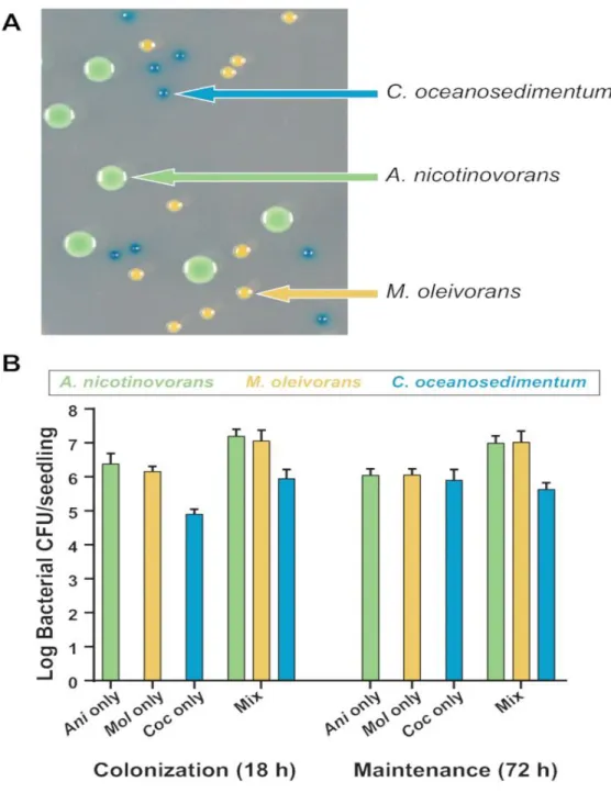 Figure 2.4. Quantification of colonization and maintenance of a mixed bacterial community  on A