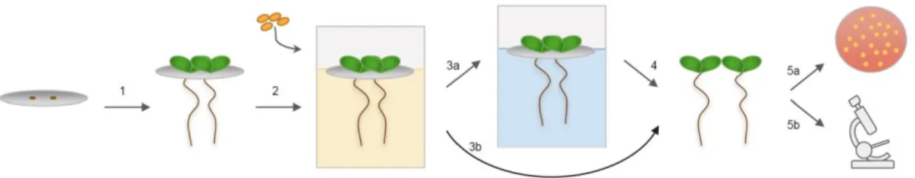 Figure 3.1. Schematic of hydroponic growth system for quantification and imaging of  bacterial associations with A