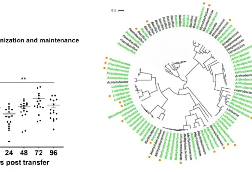 Figure 3.2. Maintenance of initial bacterial colonization. 
