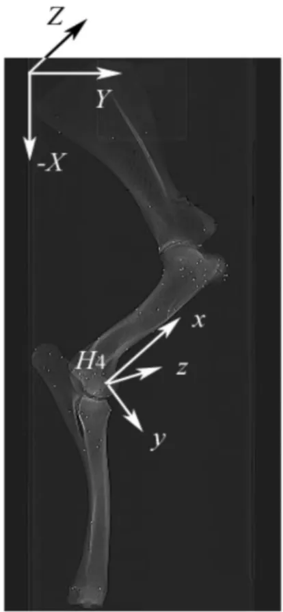 Figure 9. CT scan of the lateral side of the scapula, humerus, radius, and ulna.  Metallic markers are  embedded to represent muscle origins and insertions, contact points, and additional key locations