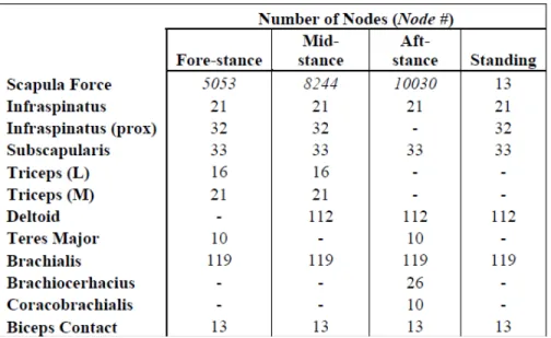 Table 4. Number of nodes applied per force applied over a specific area during the gait cycle and  standing
