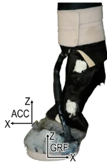 Figure 12. A dynamometric horseshoe fixed to the solar surface of the hoof recorded ground reaction  forces (GRF), while a tri-axial piezoelectric accelerometer fixed to the dorsal part of the hoof wall of  the left forelimb recorded accelerations (ACC)