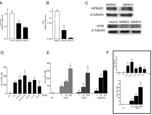 Figure 2: A-B. Expression levels of GPBAR1(A) and FXR(B) mRNA were evalueted by ReaL-Time PCR analysis in MKN45 and MKN74 cell lines