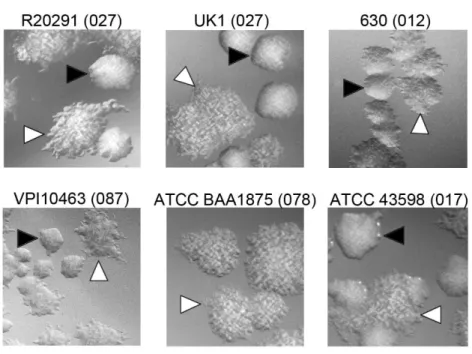 Figure 2.1. Formation of rough and smooth colonies by multiple C. difficile  strains. C