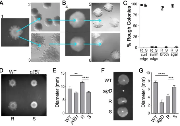 Figure 2.2. Reversible selection of distinct colony morphotypes with opposing  motility phenotypes