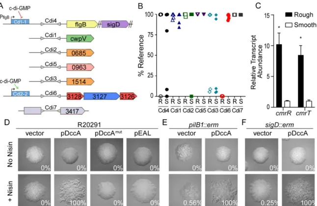 Figure 2.3. Expression of a c-di-GMP regulated phosphorelay system promotes  rough colony formation in a TFP- and flagellum-independent manner