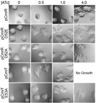 Figure 2.4. The putative response regulators CmrR and CmrT promote the  development of rough colonies
