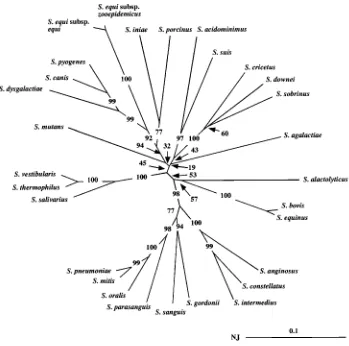 FIG. 2. Phylogenetic unrooted tree showing relationships among the sodAint fragments from various streptococcal type strains