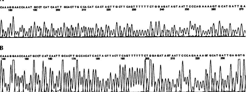 FIG. 3. Electropherograms showing part of the nucleotide sequence of sodAint PCR product with the degenerate oligonucleotide sodAint and the dRhodamine dye terminator d2 from S