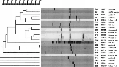 FIG. 1. Dendrogram drawn by the GelCompar program showing the relationship of 23 representative ﬁngerprints (IS types) for 273 isolates of M