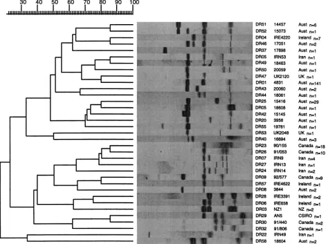 FIG. 2. Dendrogram drawn by the GelCompar program showing the relationship of 35 representative ﬁngerprints (DR types) for 273 isolates of M