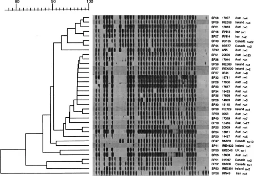 FIG. 3. Dendrogram drawn by the GelCompar program showing the relationship of 35 representative SP types obtained for 273 isolates of M