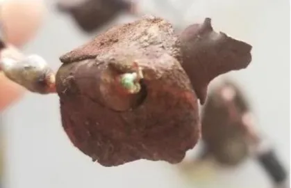 Figure 1. Corroded diode lead of a cooker constructed by twisting all connections. Surrounding the diode  is erythritol and JB weld