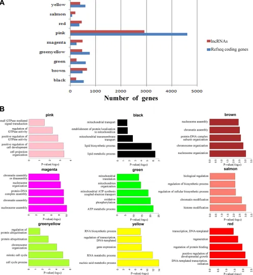 Figure 5: Function prediction of lncRNAs involved in pre-implantation development. (A) Bar graph showing the number of lncRNAs and coding genes in each module