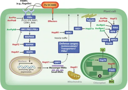 Figure 1.1.  P. syringae type III effectors target multiple host cellular components. 