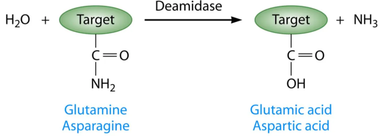Figure 2.1. A schematic representation of enzymatic deamidation in proteins. 