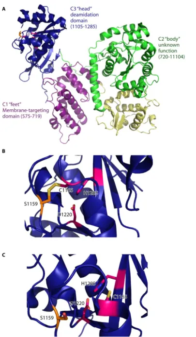 Figure 2.3. Crystal structure of the C-terminal region of  Pasteurella multocida toxin