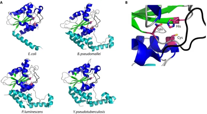 Figure 2.6. Crystal structures of cell cycle-inhibiting factors. A) Crystal structures of Cif  deamidases from E