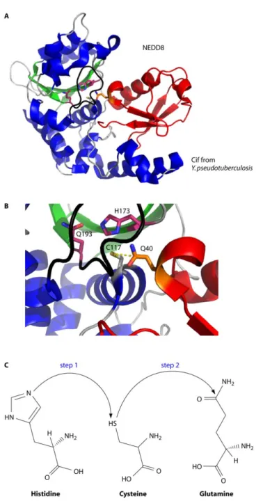 Figure 2.7. Crystal structure of the Cif Yp  deamidase/NEDD8 complex. A) The CHYP (α- (α-helices in blue, β-sheets in green, and loops in grey) and NEDD8 (red) complex consists of  an extensive interaction surface (PDB 4FBJ)