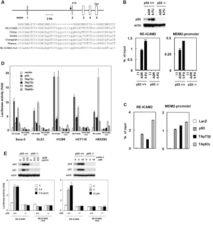 Figure 2: regulation of ICAM2 transcription by p53 family. (A) The genomic position and sequence of the p53 response element within the ICAM2 gene (RE-ICAM2)