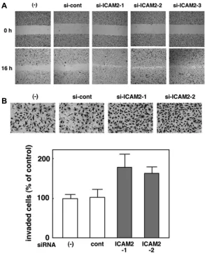 Figure 3: silencing of IcAM2 by sirNA vector promotes cancer cell migration and invasion