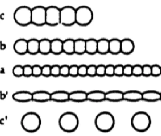 Figure 8: Evolution of fiber (a) with unconstrained grains (b, c) and constrained grains (b’, c’) [30].