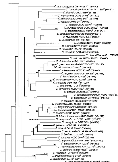 FIG. 2. Unrooted tree showing the phylogenetic relationships of C. auriscanisneighbor-joining method and was based on a comparison of approximately 1,320 nucleotides