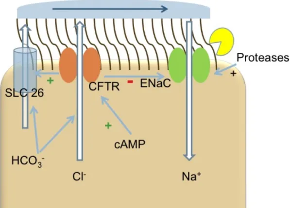Figure 1.  Model of Airway Ion Transport.  Appropriate hydration of the airway  surface liquid (ASL) is achieved, as a balance between Cl -  efflux and Na +  influx is struck  at the apical surface of airway epithelial cells