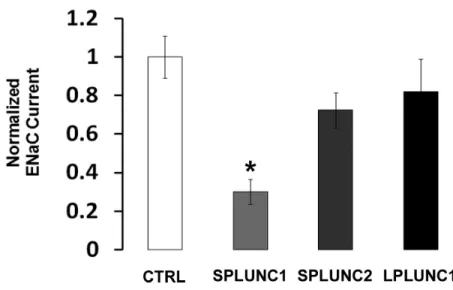 Figure  1.  The  effect  of  PLUNC  family  members  on  ENaC  activity.      Current  is  displayed  relative  to  amiloride-sensitive  current  from  α,β,γ  ENaC-expressing  oocytes  (ctrl, white bar; n=18)