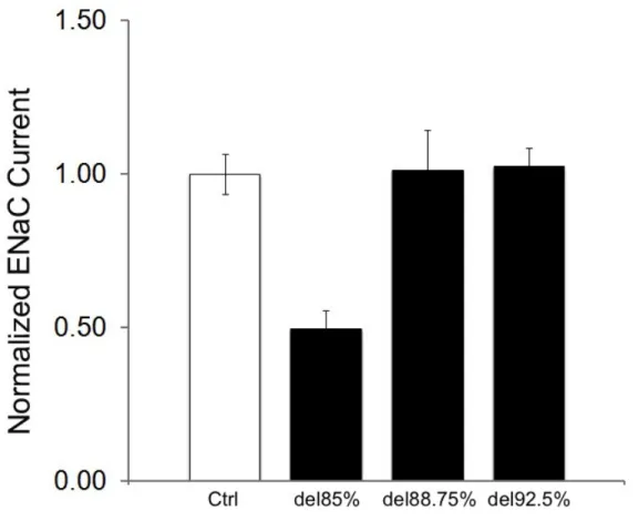 Figure 4:  SPLUNC1 truncates lacking the active site fail to inhibit ENaC.  While the  SPLUNC1 del85%  contains the active site and inhibits ENaC, the SPLUNC1 del88.75%  and  SPLUNC1 del92.5%  truncants, which bisect or omit the active site of SPLUNC1, 