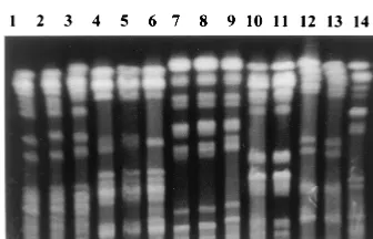 FIG. 2. REP-PCR. Lanes A and P, molecular size markers; lanes B and C, S.ﬂexneriM,belonging to group F-I; lanes G and H,F-III; lanes I and J, strains belonging to group F-II; lanes D, E, and F, S