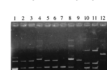 FIG. 3. Plasmid patterns. Lane 1, S. ﬂexneriFlanes 10 and 11,belonging to subgroup Flanes 2 and 3,dysenteriaebelonging to subgroup F4; lane 7, strain belonging to subgroup F2; S