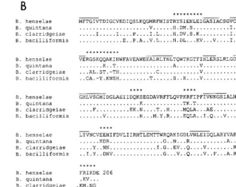 FIG. 4. Alignments of the ribCterisks indicateStretches of amino acids conserved in RibC homologues from unrelated micro-organisms are overlined