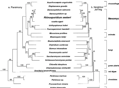 FIG. 1. Phylogenetic comparison of 18S SSU rDNA fromChlorella lobophora Gracilaria lemaneiformisbisexualishaeckelliChytridium confervaewith 1,000 random taxon input orders
