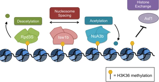 Figure 1.2: H3K36 Methylation Interacting Proteins 