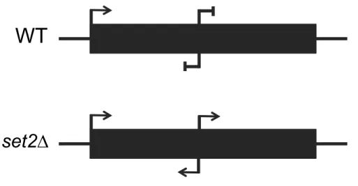 Figure 1.3: Schematic of Cryptic Transcription in wild-type and set2∆ 