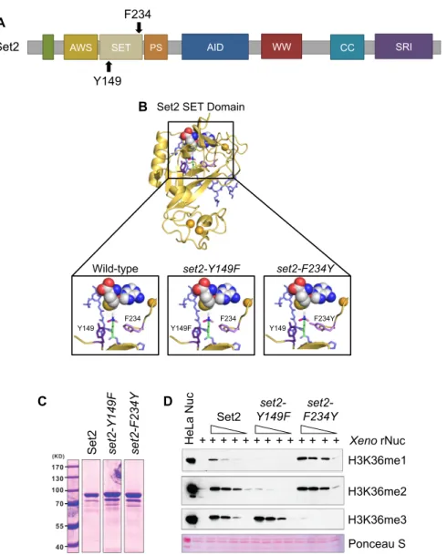 Figure 2.1: 4 Phe/Tyr Switch in Set2 Separates H3K36 Methylation States in vitro 