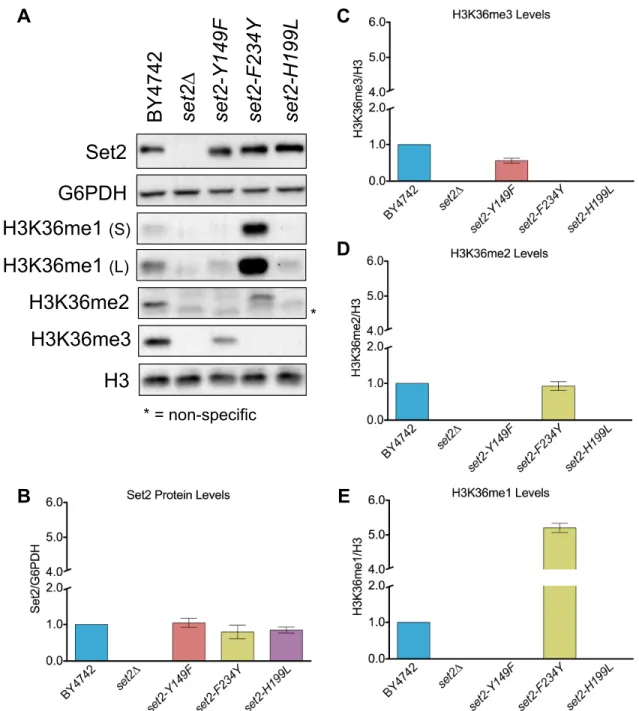 Figure 2.2: 5 Phe/Tyr Switch Mutations in Set2 are Tools to Separate H3K36 Methylation  States in vivo 