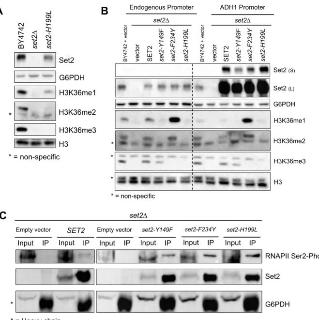 Figure 2.3: 6 set2 Mutatns Differentially Methylate H3K36 and Interact with RNAPII  A
