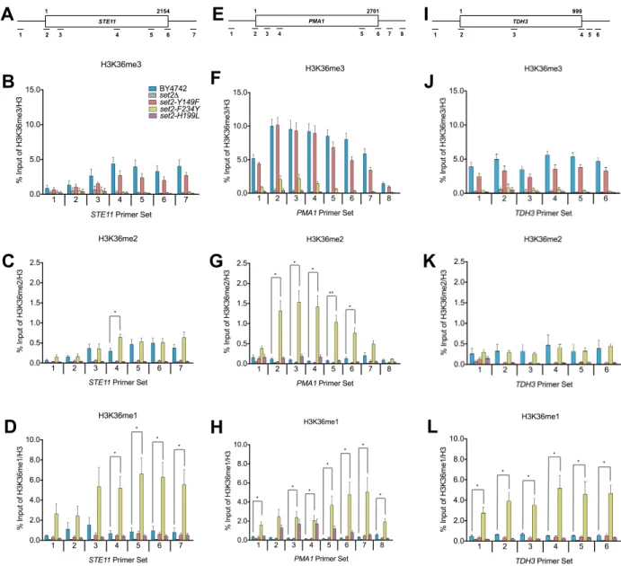 Figure 2.4: 7 Distinct Methylated Forms of H3K36 are Deposited within or near Transcribed  Regions of Genes 