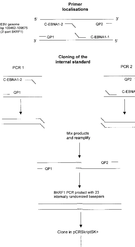 FIG. 2. Analytical sensitivity of EBNA-1 Q-PCR assay for WT and IS plas-mid DNA targets