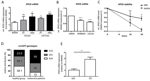 Figure 2: Elevated XPO5 mRNA expression and stability in malignant melanoma. in expression of XPO5 mRNA during melanoma progression in primary and metastatic melanoma tissues (n=4) and cell lines (n=13) compared with NHEMs (n=15)
