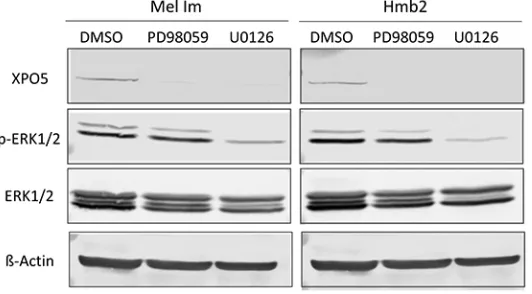 Figure 3: Analysis of potential regulators of XPO5 protein expression. Western blot analyses after the treatment of the melanoma cell lines Mel Im and Hmb2 with the MEK inhibitors PD98059 and U0126 showed a strong downregulation of XPO5 expression